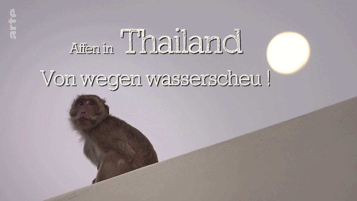 Les singes qui voulaient voir la mer