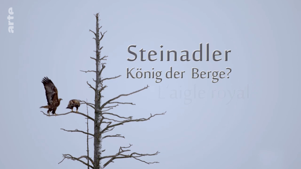 King of the Mountains - The Golden Eagle