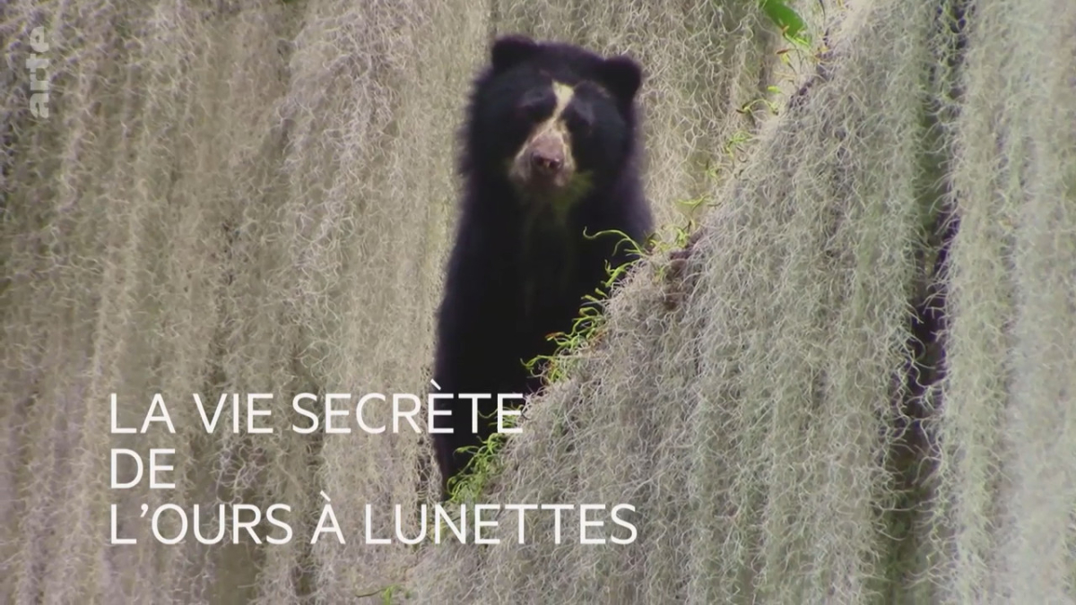 La Vie secrete de l'ours a lunettes