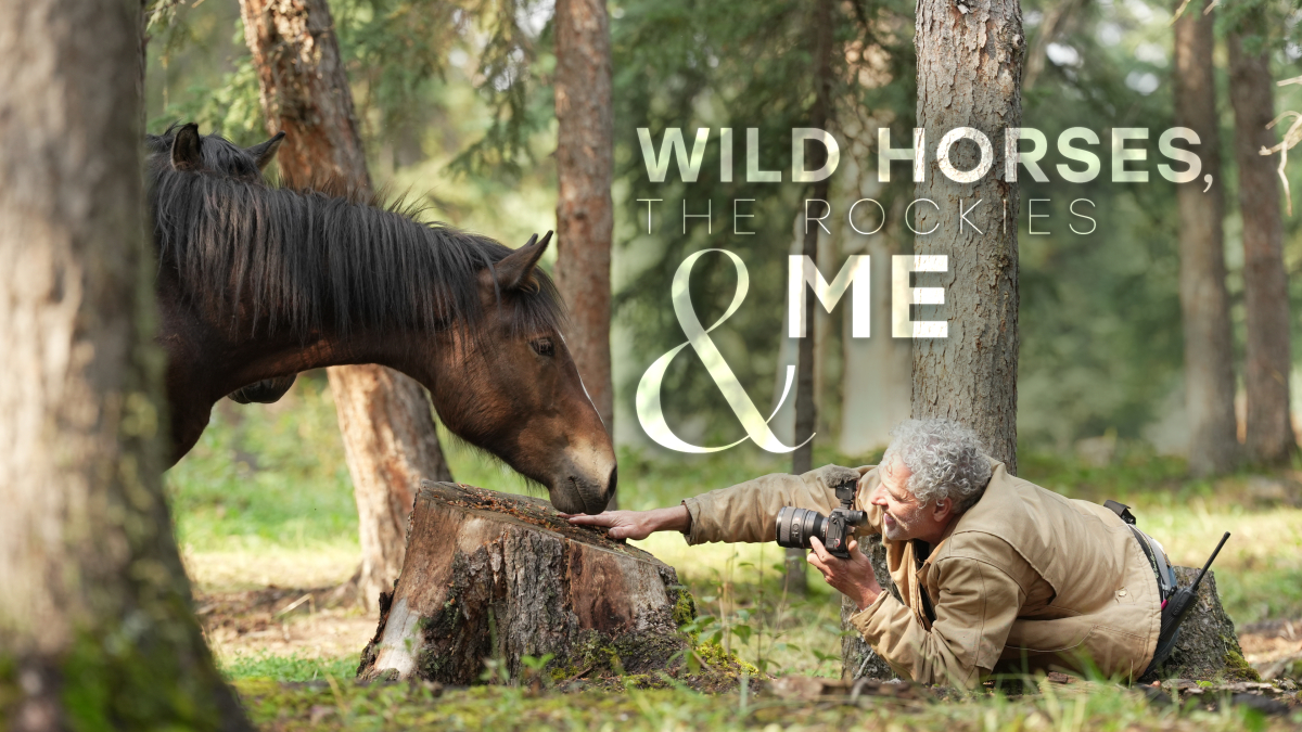 Wild Horses, the Rockies and Me
