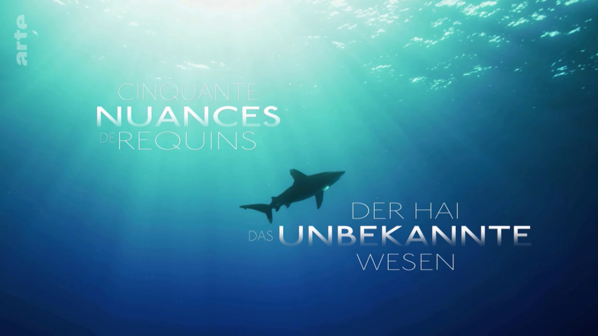 Fifty Shades of Sharks