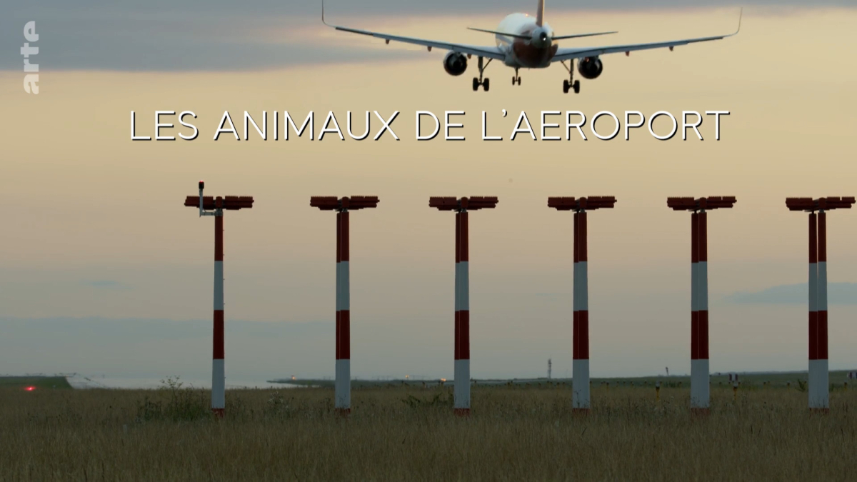 Les animaux de l'aeroport