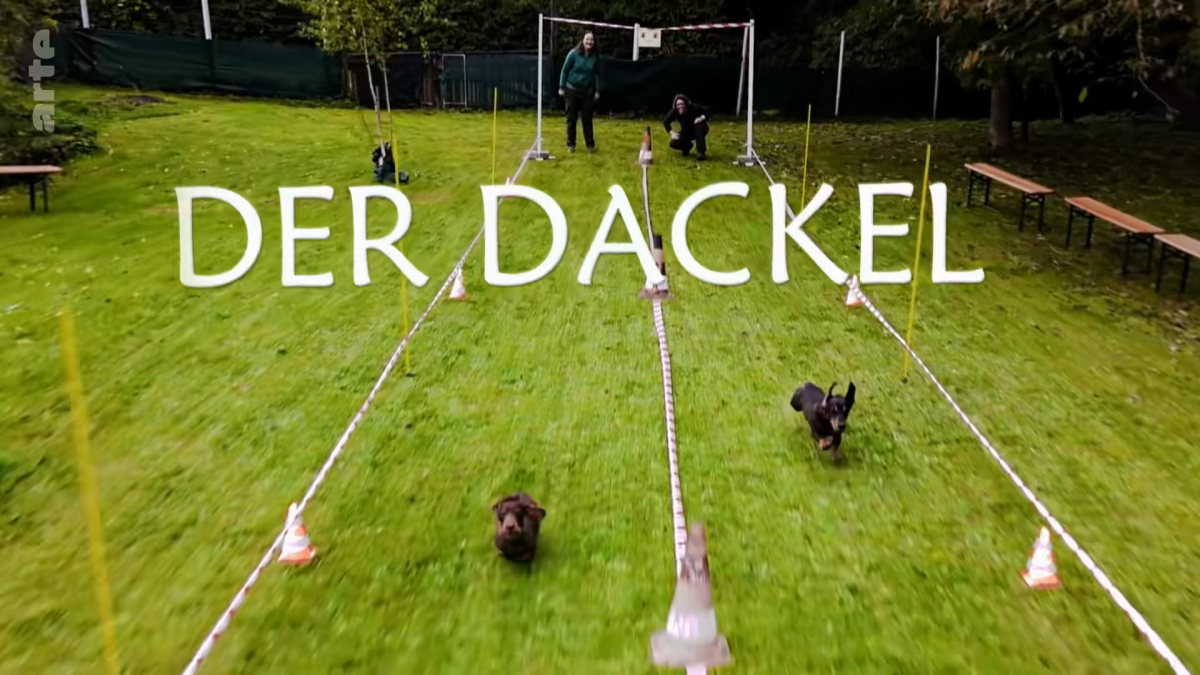 Der Dackel