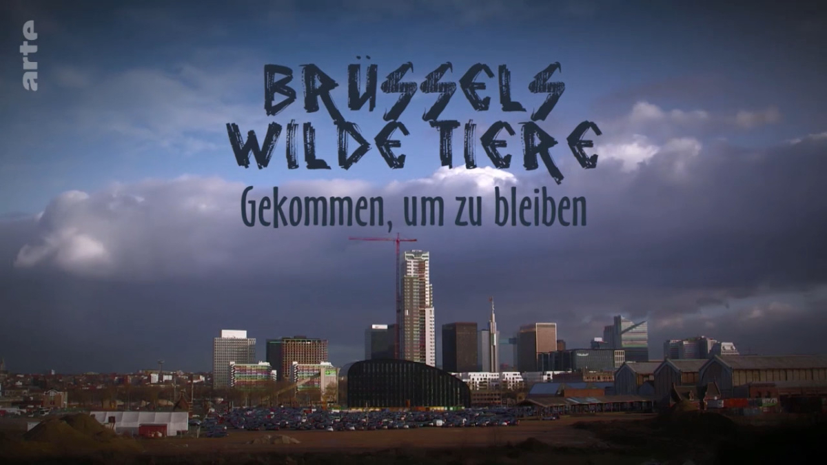 Bruxelles sauvage, faune capitale