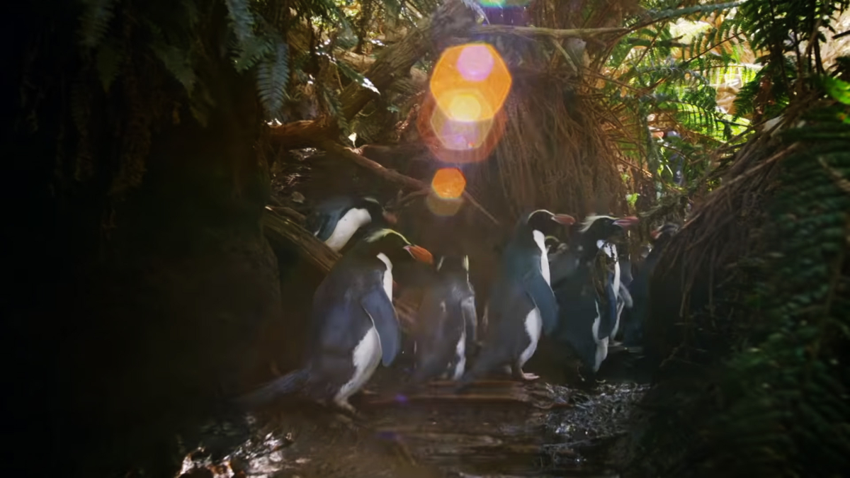 Penguins: Meet the Family