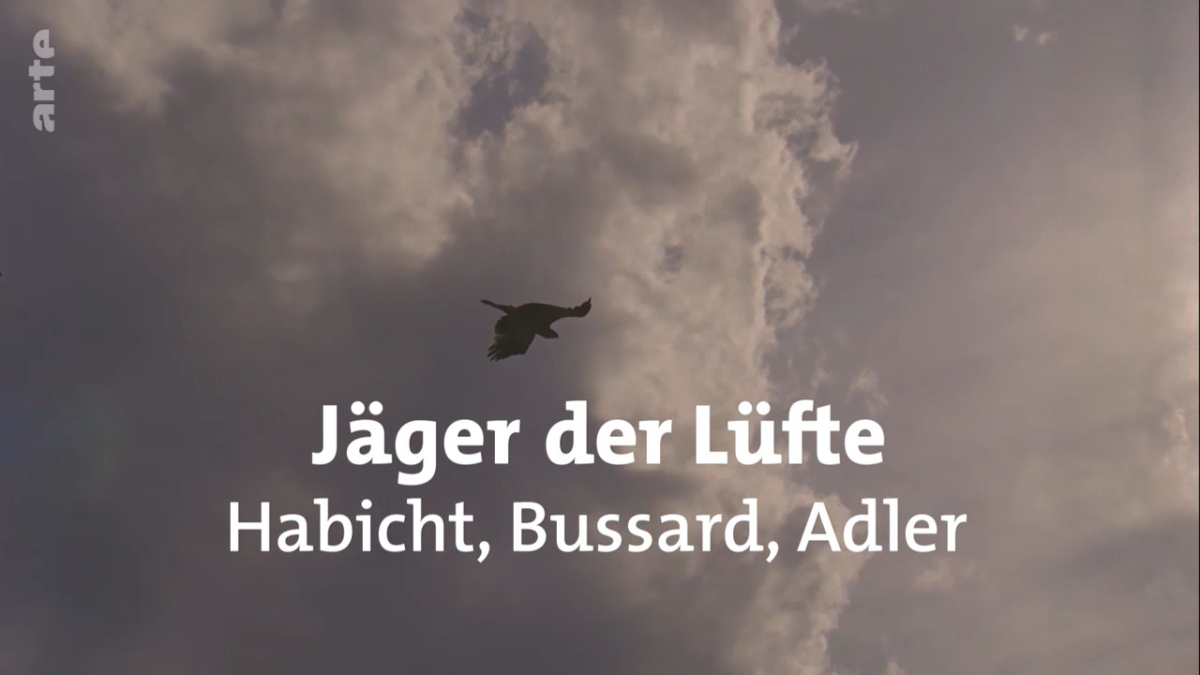 Jager der Lufte: Habichte, Bussarde und Adler
