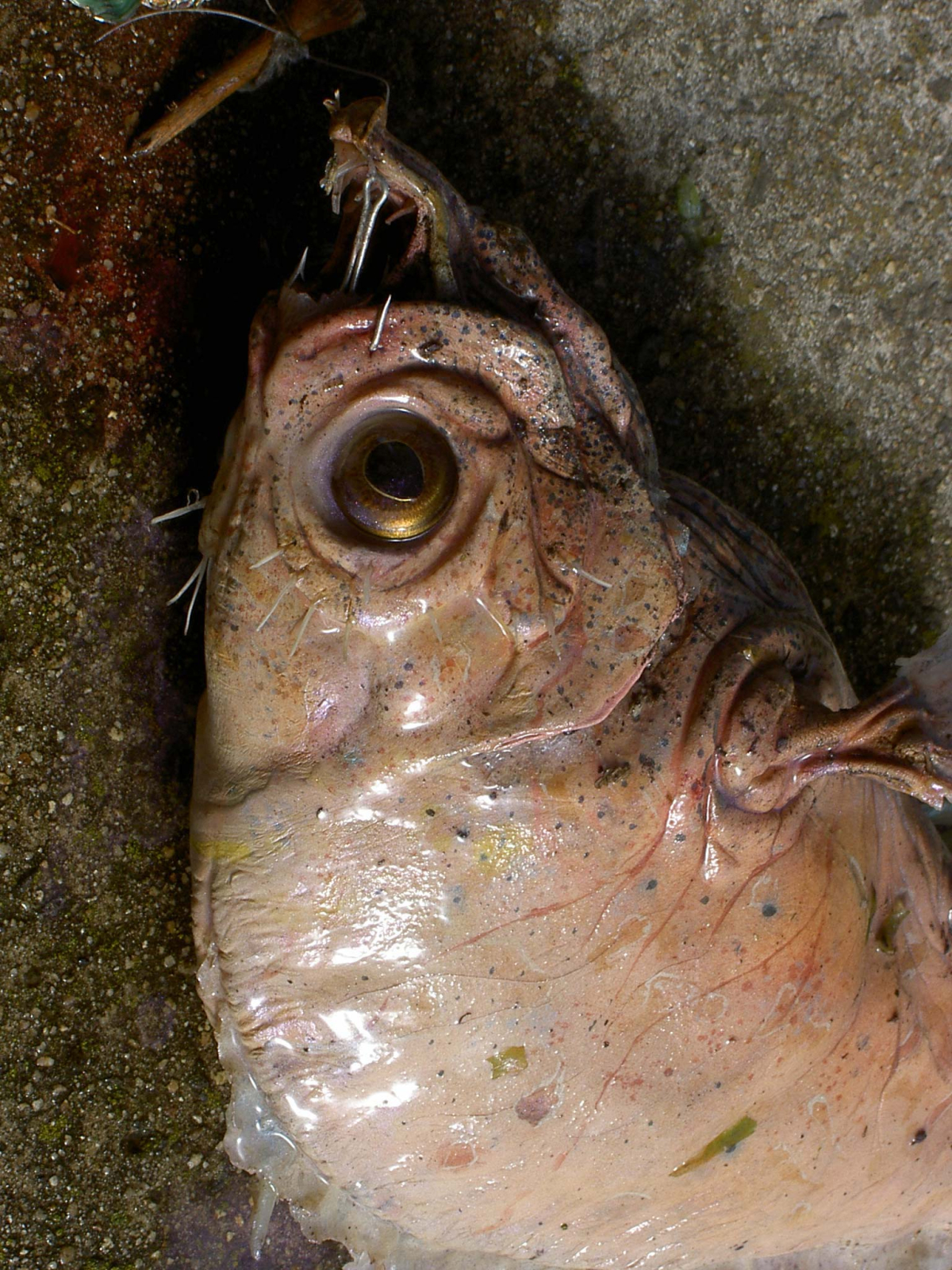 Fish