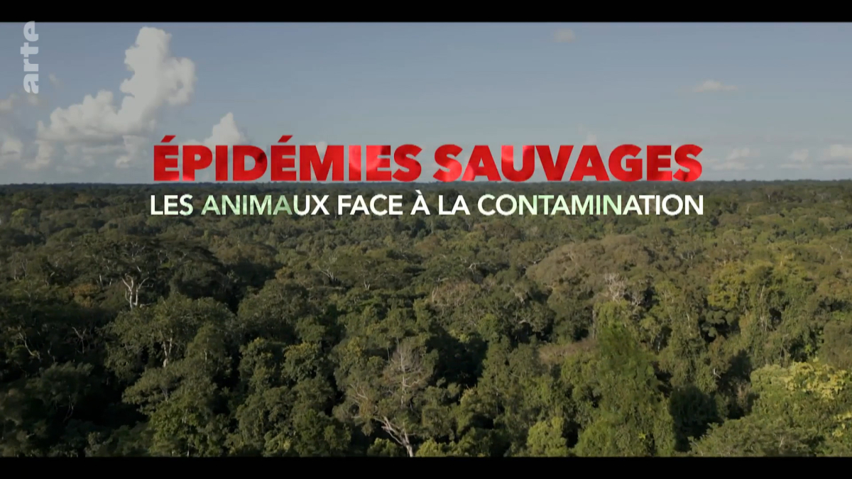 Epidemies sauvages - Les animaux face a la contamination