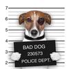 MrBadDog