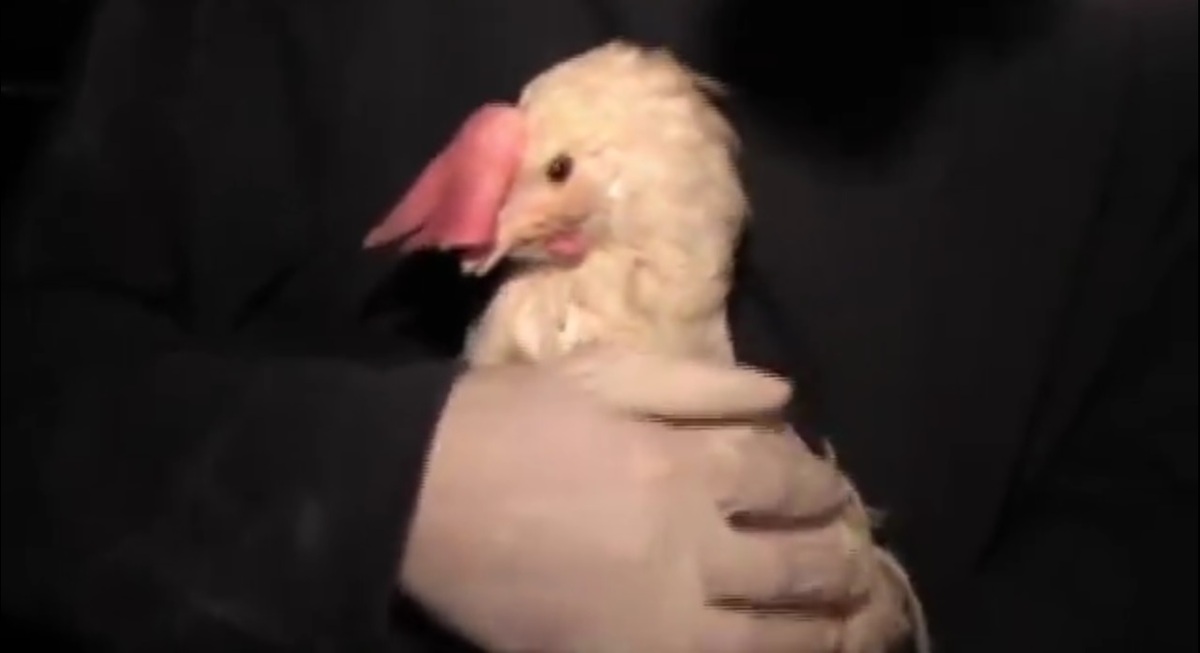 Fowl Play