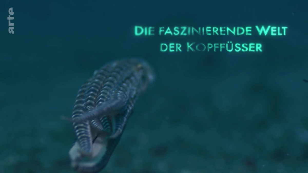 Cephalopodes: le regne des ventouses
