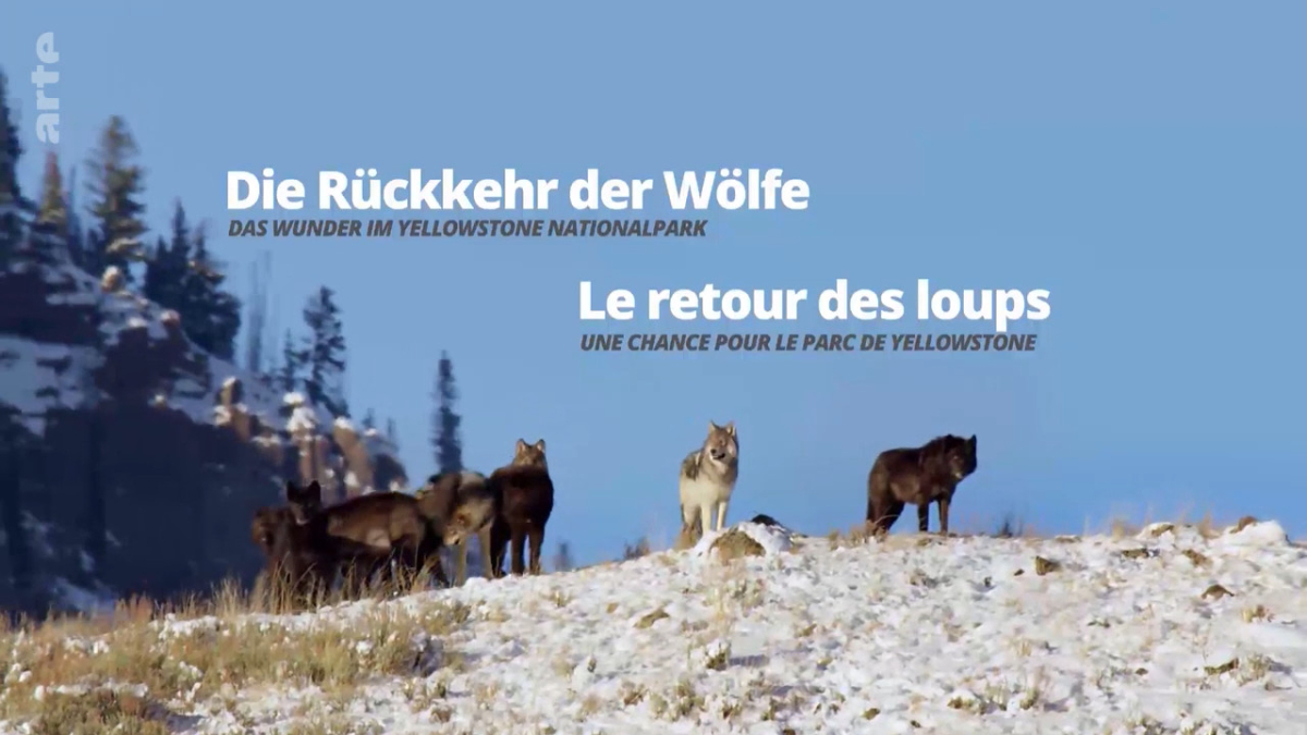 Die Ruckkehr der Wolfe: Das Wunder im Yellowstone-Nationalpark