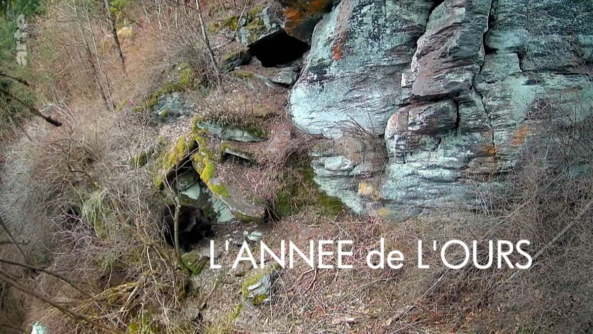 L'annee de l'ours
