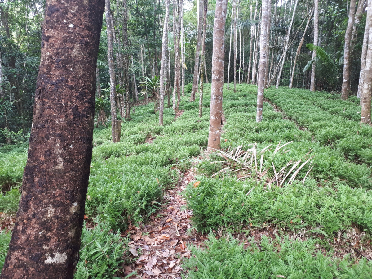 Guyane, du bagne aux etoiles