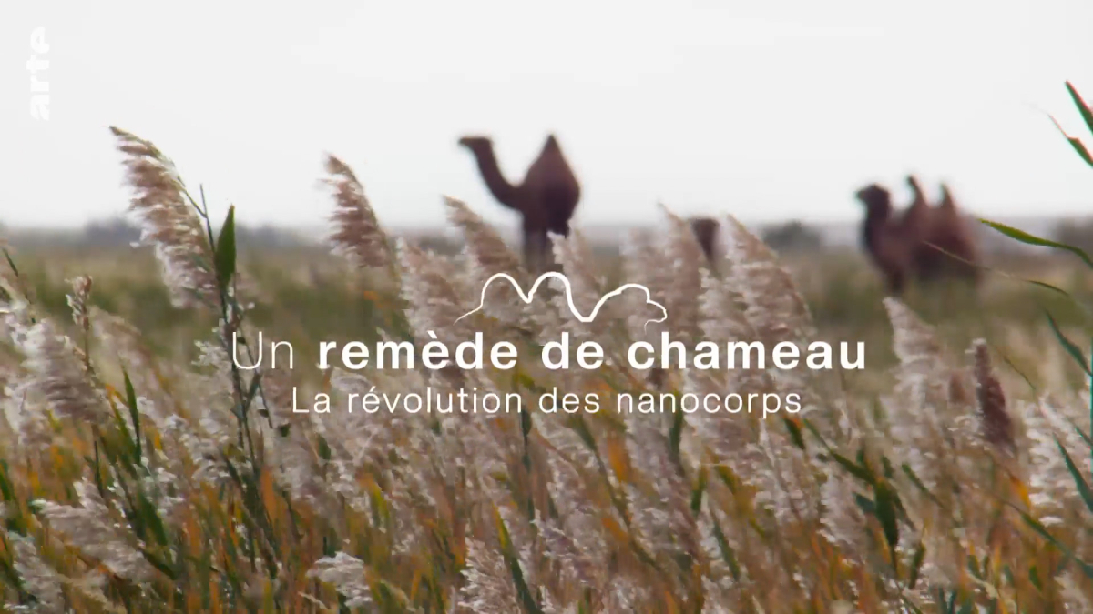 Un remede de chameau - La revolution des nanocorps