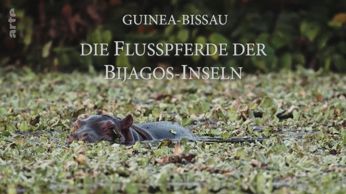Guinee-Bissau - Hippopotames et tortues des iles Bijagos