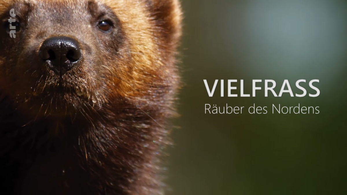 Vielfrass - Rauber des Nordens
