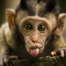 StupidMonkey