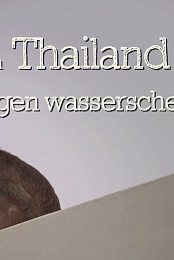 Les singes qui voulaient voir la mer