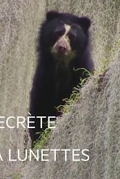 La Vie secrete de l'ours a lunettes
