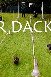 Der Dackel