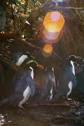 Penguins: Meet the Family