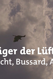 Jager der Lufte: Habichte, Bussarde und Adler
