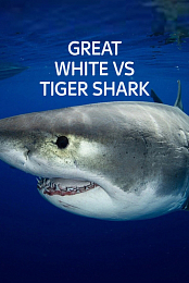 Great White vs Tiger Shark