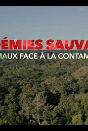 Epidemies sauvages - Les animaux face a la contamination
