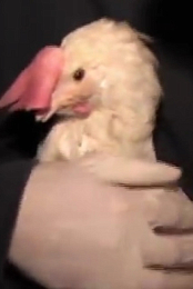 Fowl Play