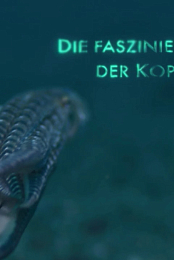 Cephalopodes: le regne des ventouses