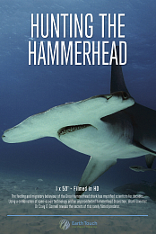 Hunting the Hammerhead