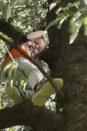 Isa and the cherry tree