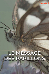 Butterfly Blueprints