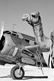 Arab Money