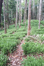 Guyane, du bagne aux etoiles