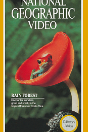 Rain Forest