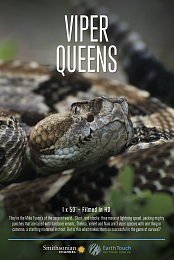 Viper.Queens.2016.720p.HDTV.x264-DHD