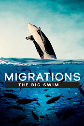 Migrations: The Big Swim