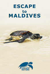 Escape to Maldives