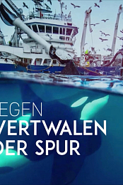 Norvege: le festin des orques