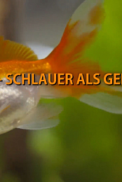 Des poissons pas si cons?