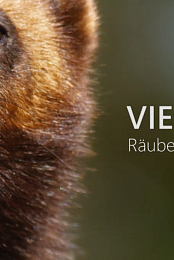 Vielfrass - Rauber des Nordens