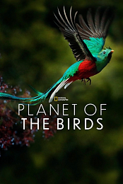 Planet of the Birds