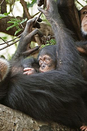 The Changing Ape