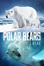 Polar Bears: Ice Bear