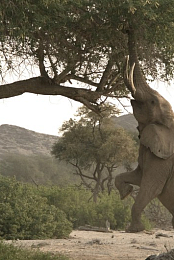 Wild Namibia