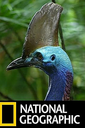Dino Bird