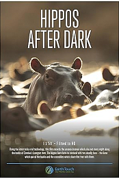 Hippos After Dark