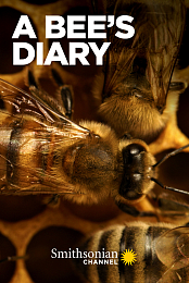 A Bee's Diary